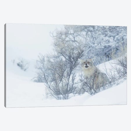 Coyote, winter hiding spot Canvas Print #CHE19} by Ken Archer Canvas Art