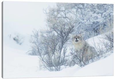 Coyote, winter hiding spot Canvas Art Print