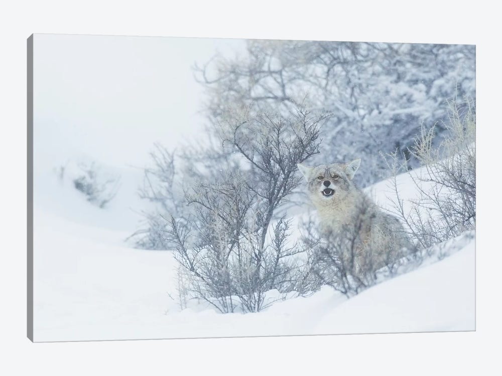 Coyote, winter hiding spot by Ken Archer 1-piece Canvas Wall Art