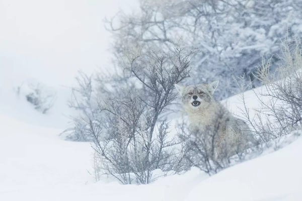 Ken Archer: Coyote, winter hiding spot by Ken Archer
