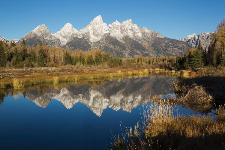 Grand Tetons Reflecting in Beaver Pond