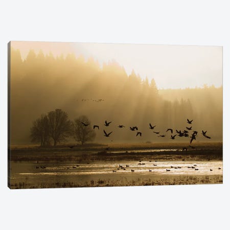 Lesser Canada Geese flying at dawn Canvas Print #CHE21} by Ken Archer Art Print