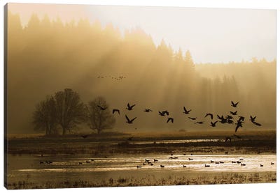 Lesser Canada Geese flying at dawn Canvas Art Print - Marsh & Swamp Art