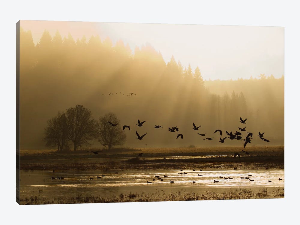 Lesser Canada Geese flying at dawn by Ken Archer 1-piece Canvas Art Print