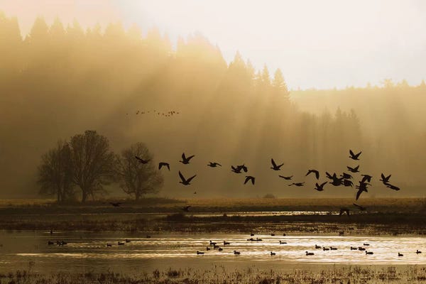 Ken Archer: Lesser Canada Geese flying at dawn by Ken Archer
