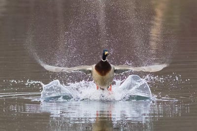 Mallard drake flying by Ken Archer canvas print
