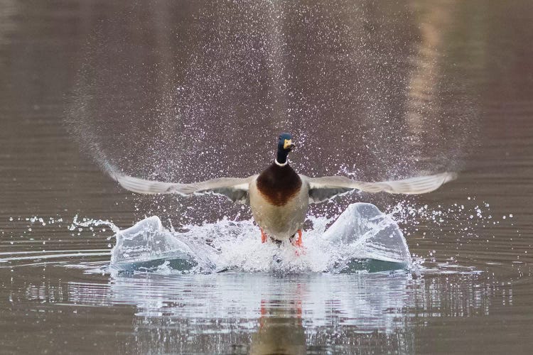 Mallard drake flying