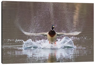 Mallard drake flying Canvas Art Print - Duck Art