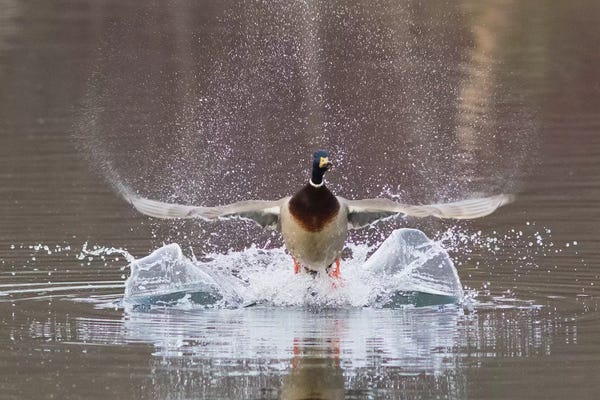 Ken Archer: Mallard drake flying by Ken Archer