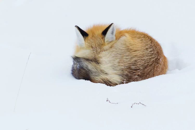 Red Fox Sleeping Curled Up In The Snow, Grand Teton National Park, Wyoming