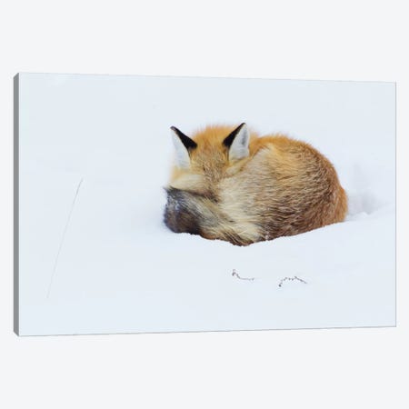Red Fox Sleeping Curled Up In The Snow, Grand Teton National Park, Wyoming Canvas Print #CHE23} by Ken Archer Canvas Print