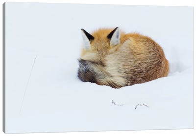 Red Fox Sleeping Curled Up In The Snow, Grand Teton National Park, Wyoming Canvas Art Print - Fox Art