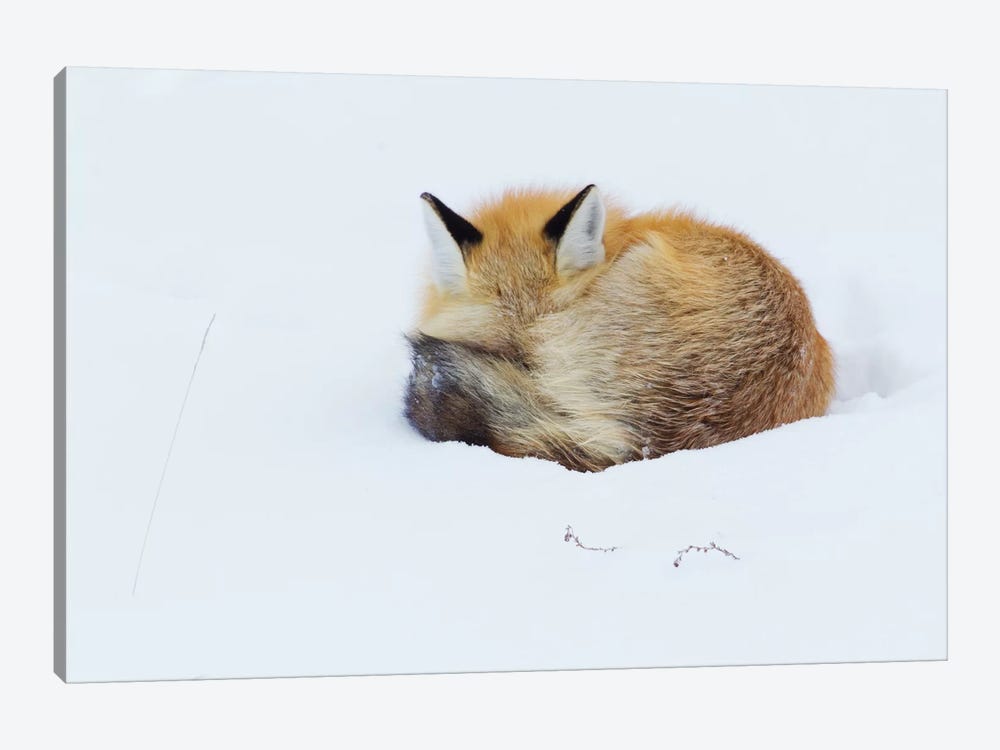 Red Fox Sleeping Curled Up In The Snow, Grand Teton National Park, Wyoming by Ken Archer 1-piece Canvas Art Print