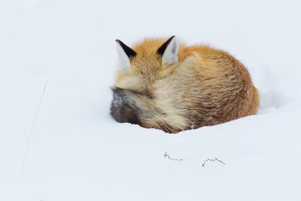 Ken Archer: Red Fox Sleeping Curled Up In The Snow, Grand Teton National Park, Wyoming by Ken Archer