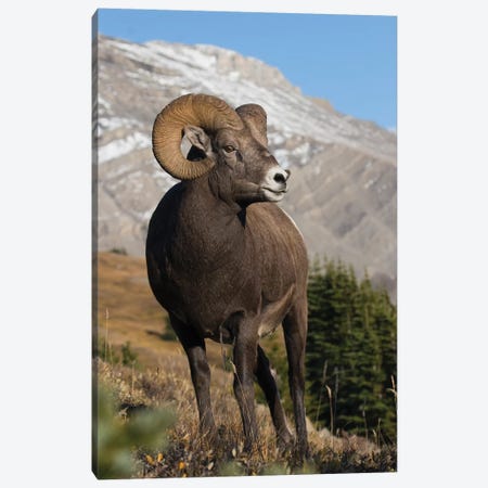 Rocky Mountain Bighorn sheep ram Canvas Print #CHE24} by Ken Archer Canvas Artwork