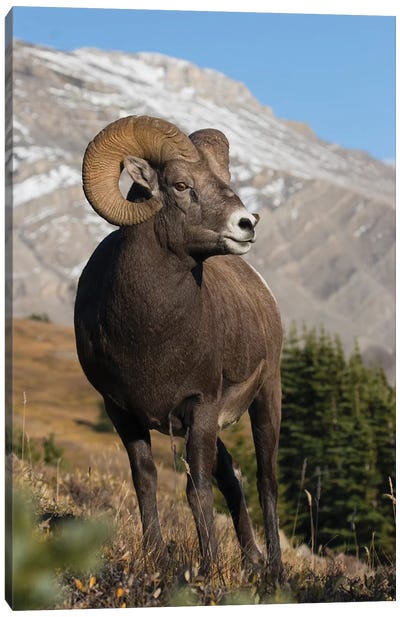 Rocky Mountain Bighorn sheep ram Canvas Art Print - Sheep Art