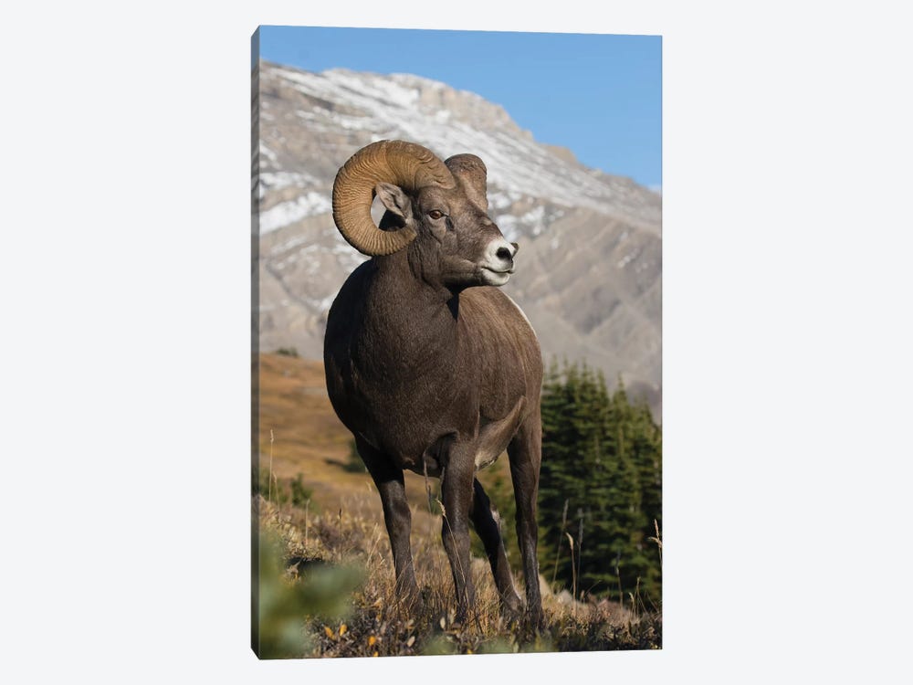 Rocky Mountain Bighorn sheep ram by Ken Archer 1-piece Canvas Artwork