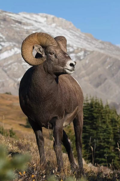 Rocky Mountains: Rocky Mountain Bighorn sheep ram by Ken Archer