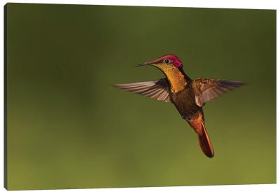 Ruby Topaz Hummingbird Canvas Art Print - Hummingbird Art