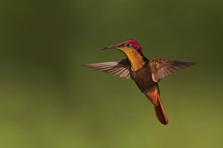 Ruby Topaz Hummingbird