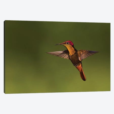 Ruby Topaz Hummingbird Canvas Print #CHE25} by Ken Archer Canvas Artwork