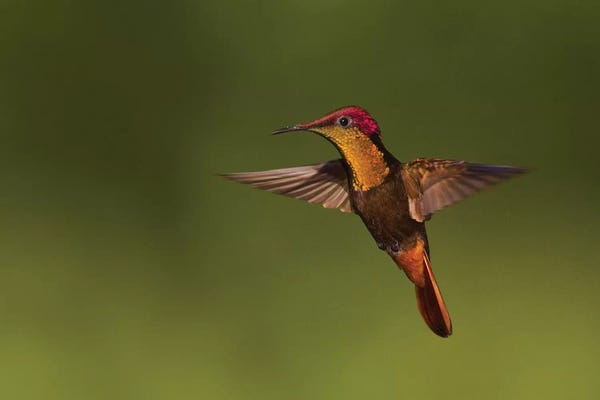 Ken Archer: Ruby Topaz Hummingbird by Ken Archer