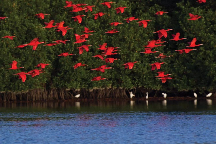 Scarlet Ibis flock