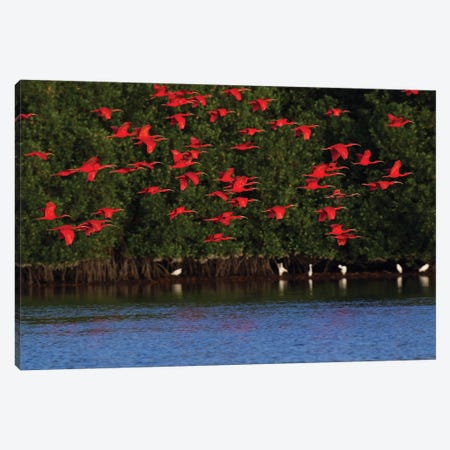 Scarlet Ibis flock Canvas Print #CHE26} by Ken Archer Canvas Wall Art