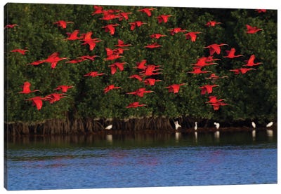 Scarlet Ibis flock Canvas Art Print
