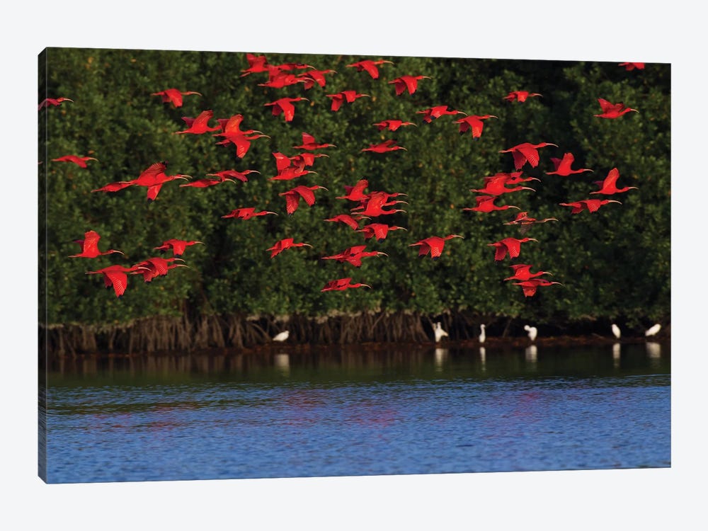 Scarlet Ibis flock by Ken Archer 1-piece Canvas Wall Art