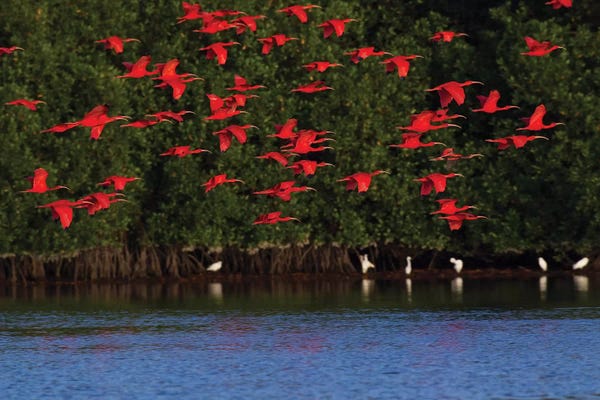 Ken Archer: Scarlet Ibis flock by Ken Archer