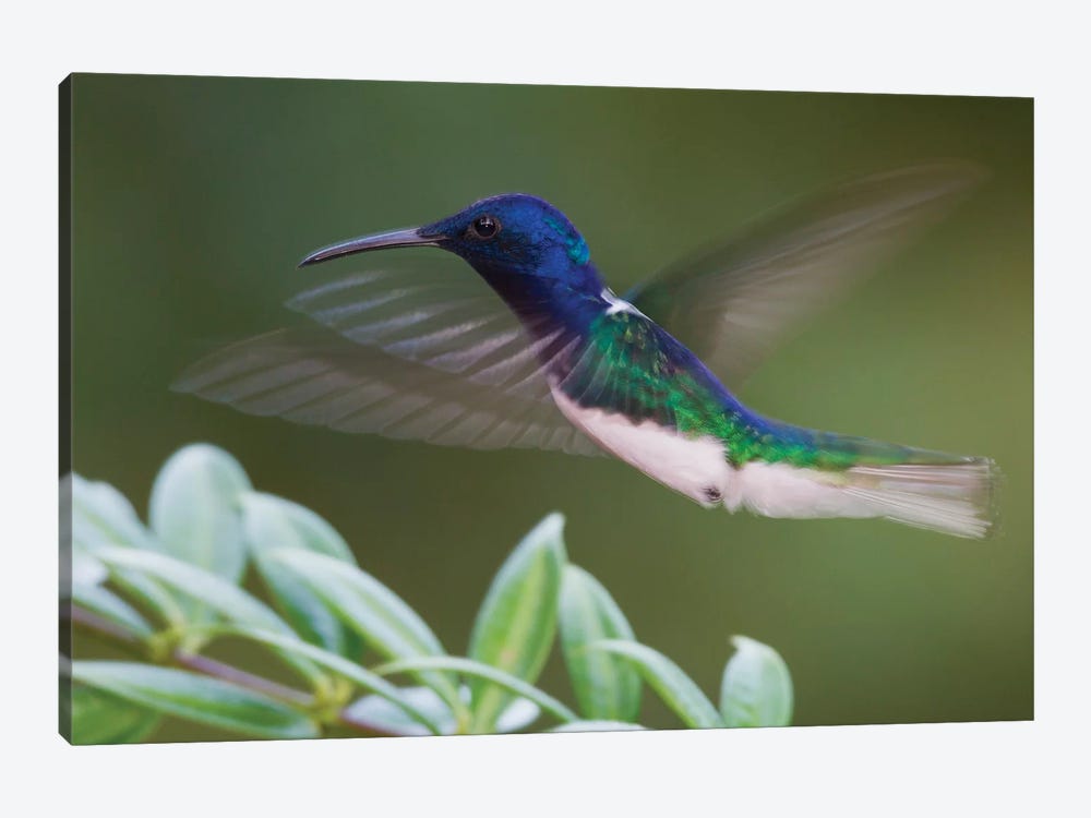 White-necked Jacobin by Ken Archer 1-piece Canvas Wall Art