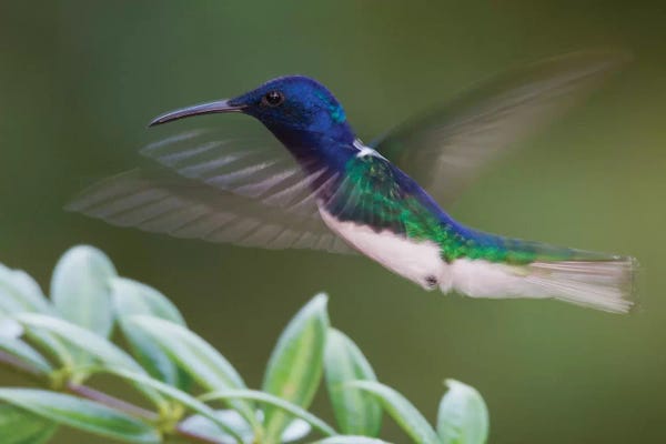 Ken Archer: White-necked Jacobin by Ken Archer