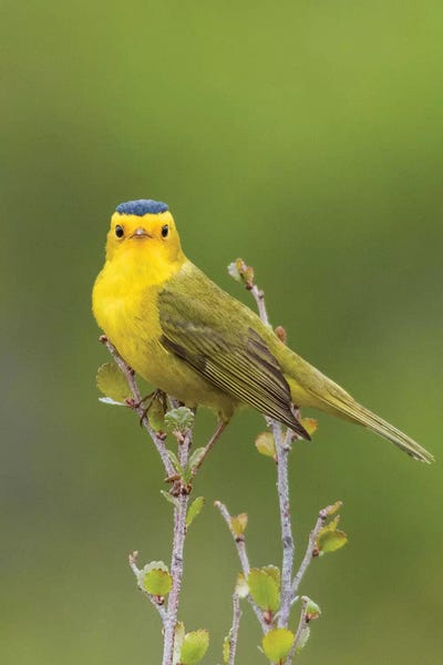 Ken Archer: Wilson's Warbler by Ken Archer