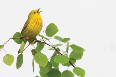Yellow Warbler singing by Ken Archer framed wall art