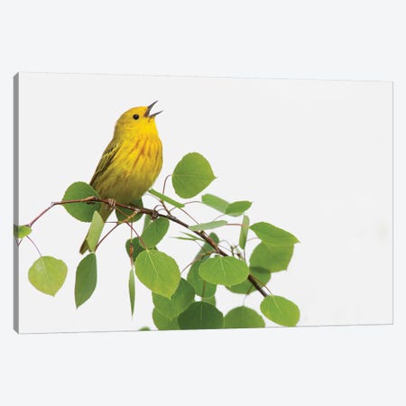 Yellow Warbler singing Canvas Print #CHE30} by Ken Archer Canvas Wall Art