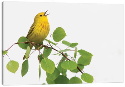 Yellow Warbler singing Canvas Art Print