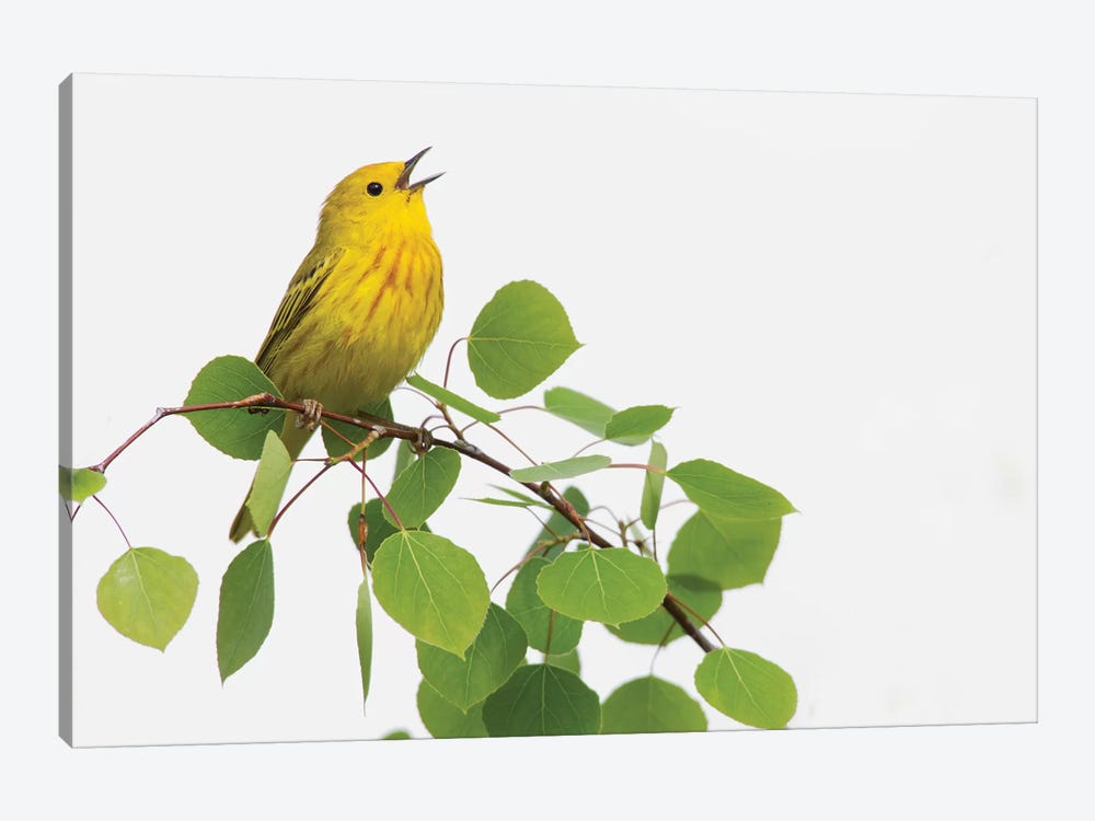 Yellow Warbler singing by Ken Archer 1-piece Art Print