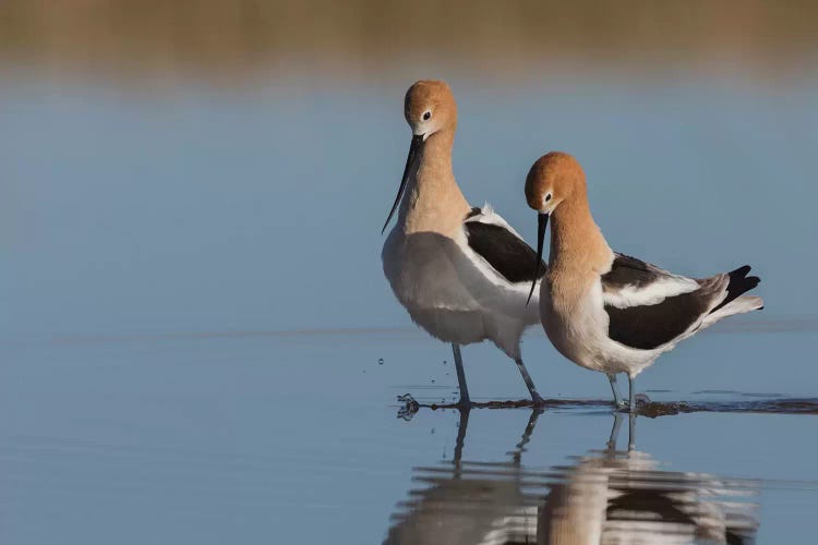 American avocet pair courtship