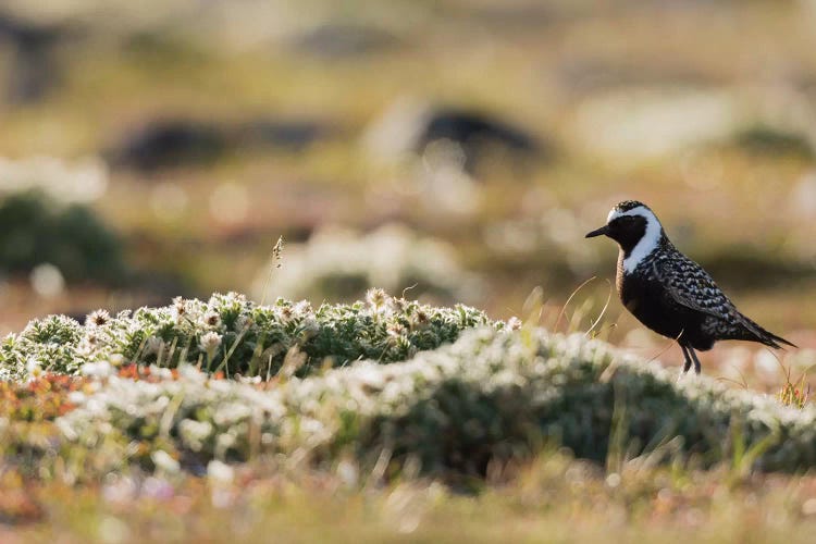 American golden plover silhouette on the Arctic tundra