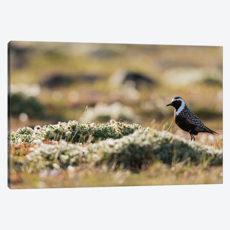 American golden plover silhouette on the Arctic tundra Canvas Print #CHE32} by Ken Archer Canvas Art