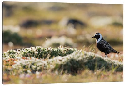 American golden plover silhouette on the Arctic tundra Canvas Art Print - Plovers