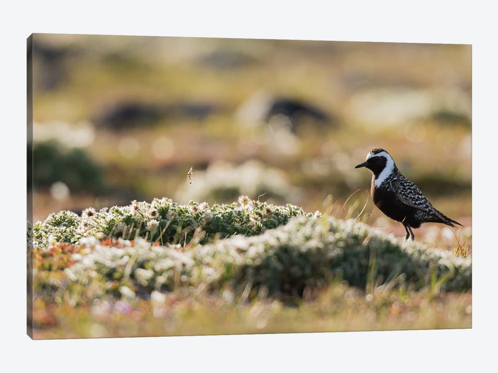 American golden plover silhouette on the Arctic tundra by Ken Archer 1-piece Canvas Print