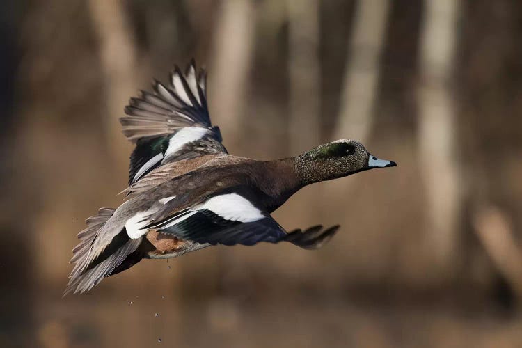 American wigeon drake