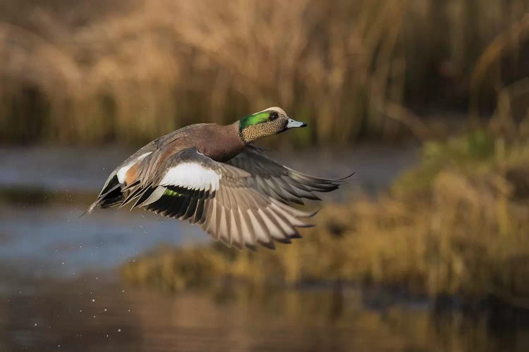 American wigeon drake