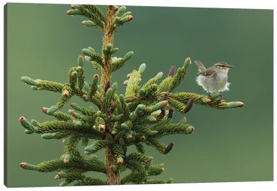Arctic Warbler, Sub-arctic Boreal forest Canvas Art Print - Warblers