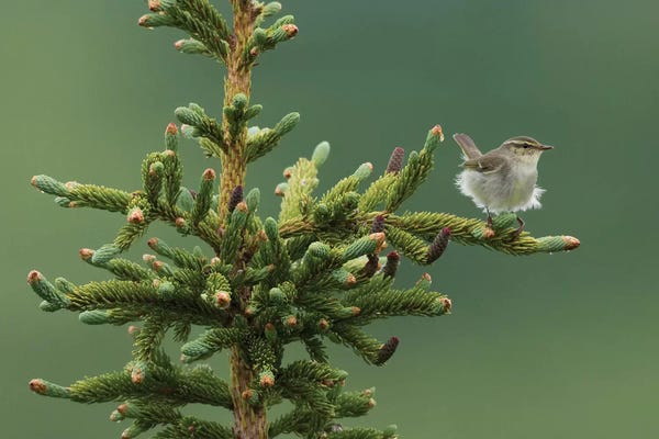 Ken Archer: Arctic Warbler, Sub-arctic Boreal forest by Ken Archer