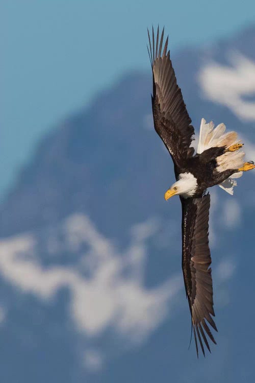 Bald eagle crow