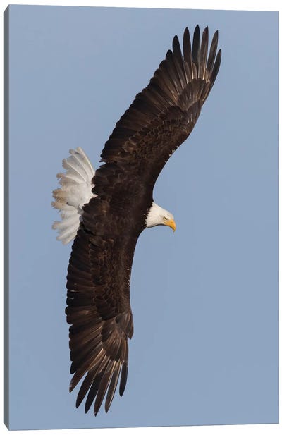 Bald Eagle flying Canvas Art Print