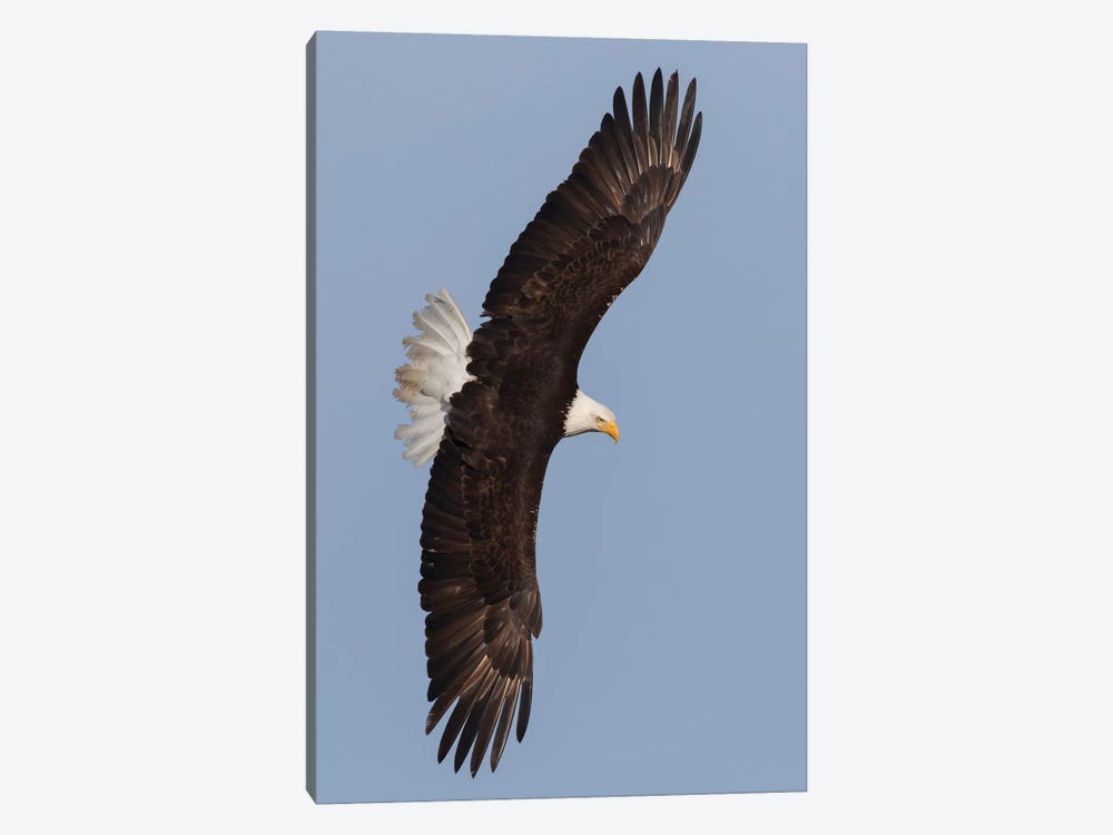 Bald Eagle flying by Ken Archer 1-piece Canvas Art